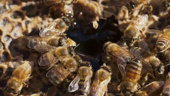 Abogados, armas y abejas