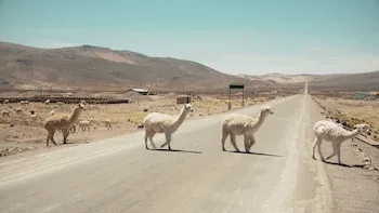 Mejor dejarlos en paz