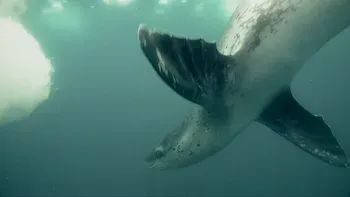 Detente, hay peligro