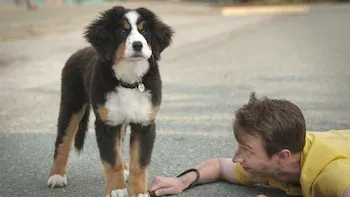 Supercachorros, superhéroes