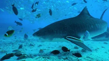 En busca del tiburón tigre