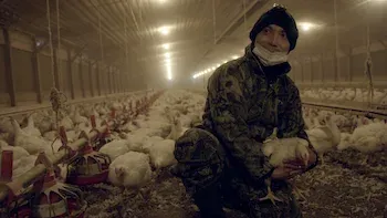 La industria avícola