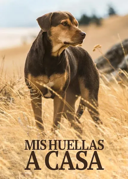 Mis huellas a casa