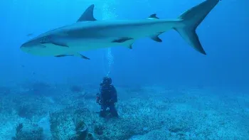El momento del tiburón martillo
