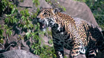 Peligro en la jungla