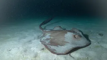 Tiburones en la oscuridad