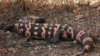 Asesinos o salvadores