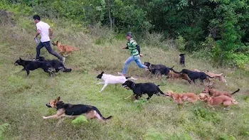 Territorio de zaguates