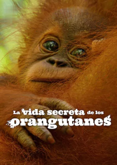 La vida secreta de los orangutanes