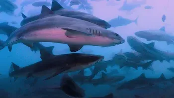 Un tornado de tiburones se asoma