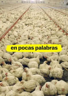 En pocas palabras