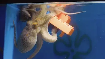 Un pulpo vs. un laberinto submarino